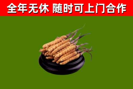 阿鲁科尔沁烟酒回收冬虫夏草.jpg